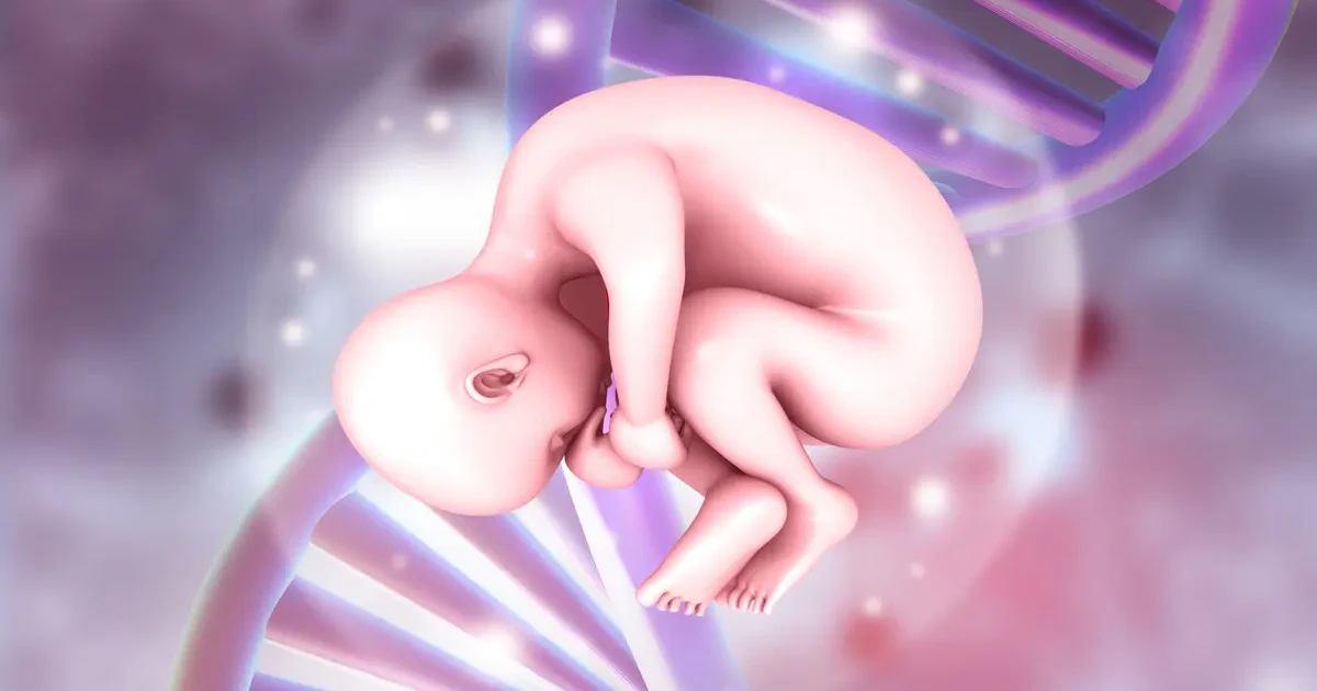 Fetal DNA Testleri